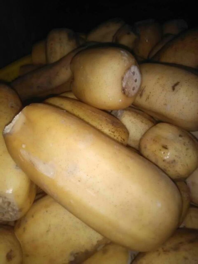 藕粉
