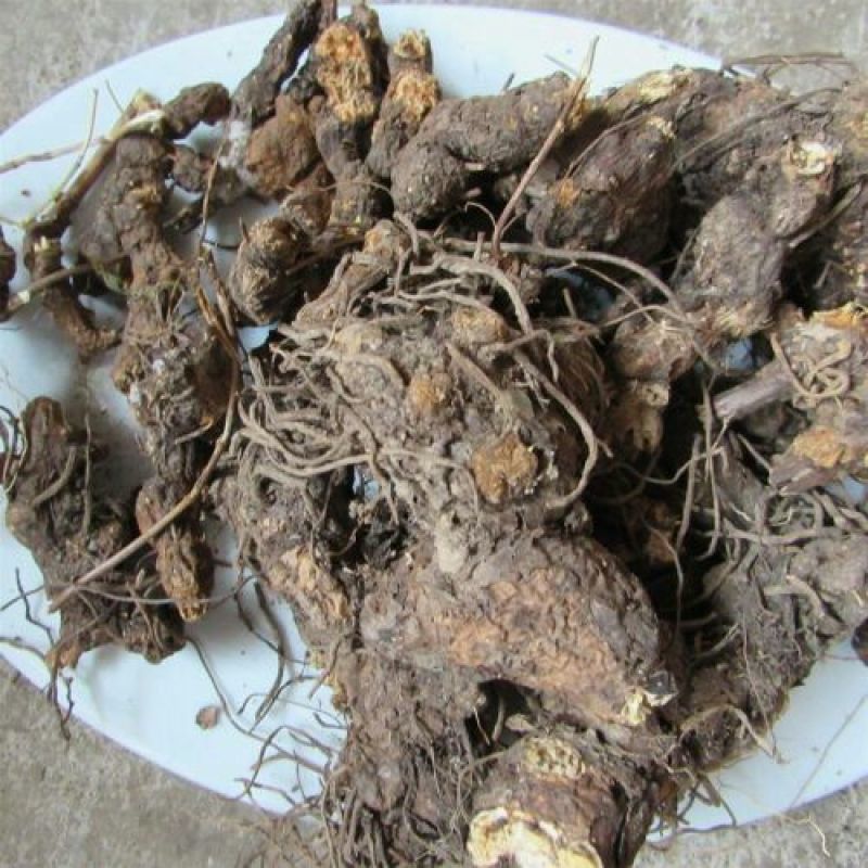 苍术种子