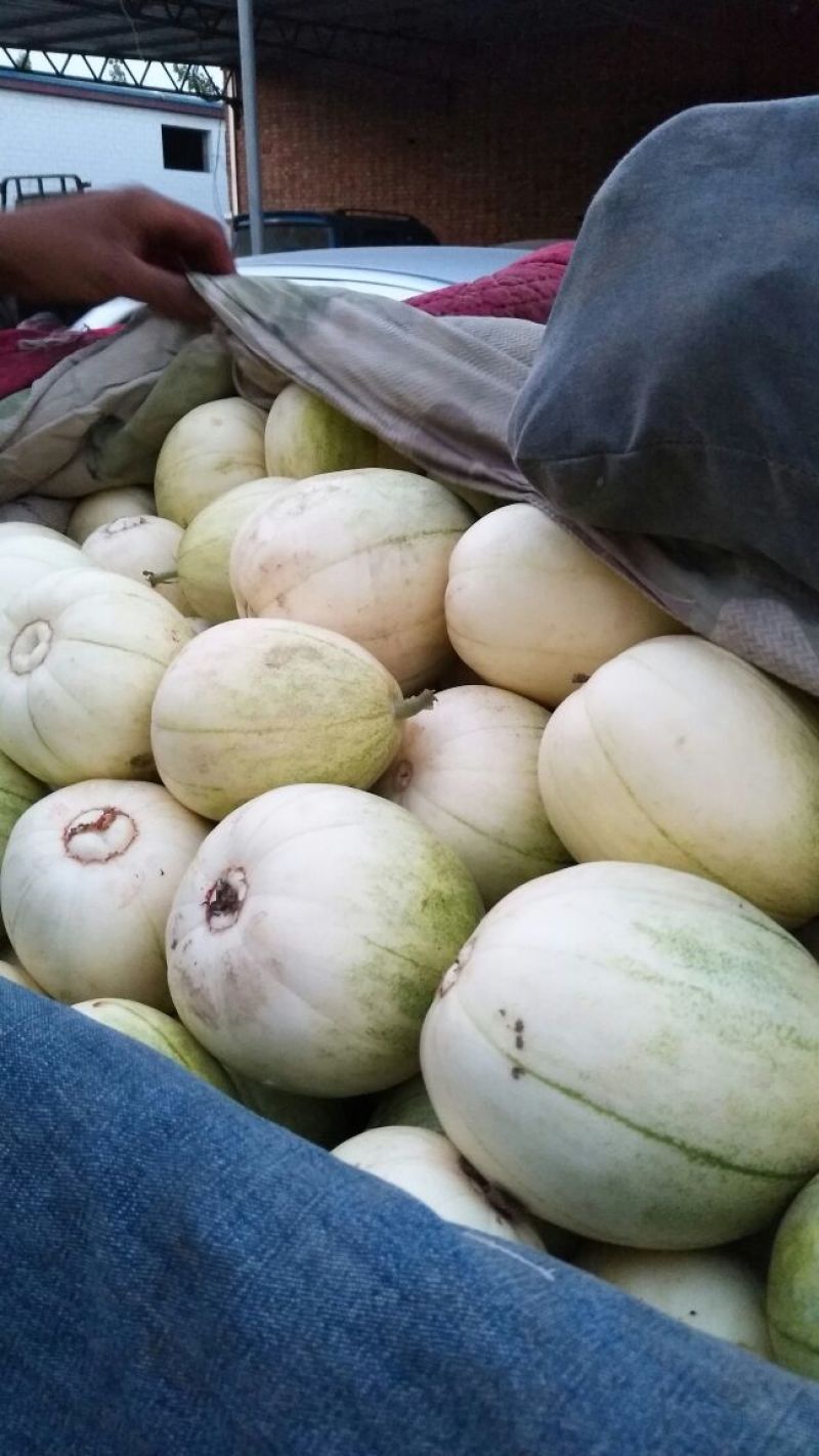 博洋绿宝石甜瓜通货六一0.5斤，九一，博洋九，花以上