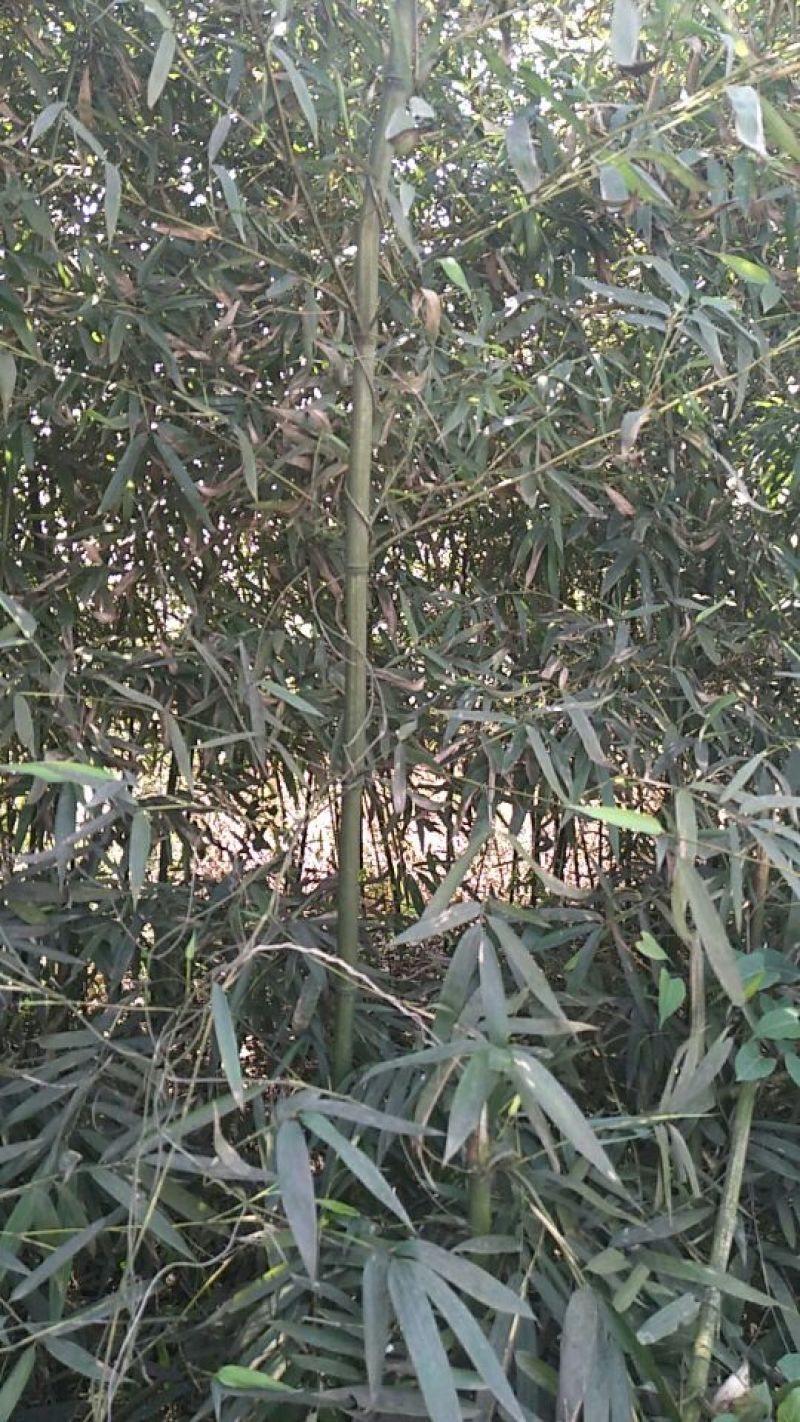 绿竹1~2m