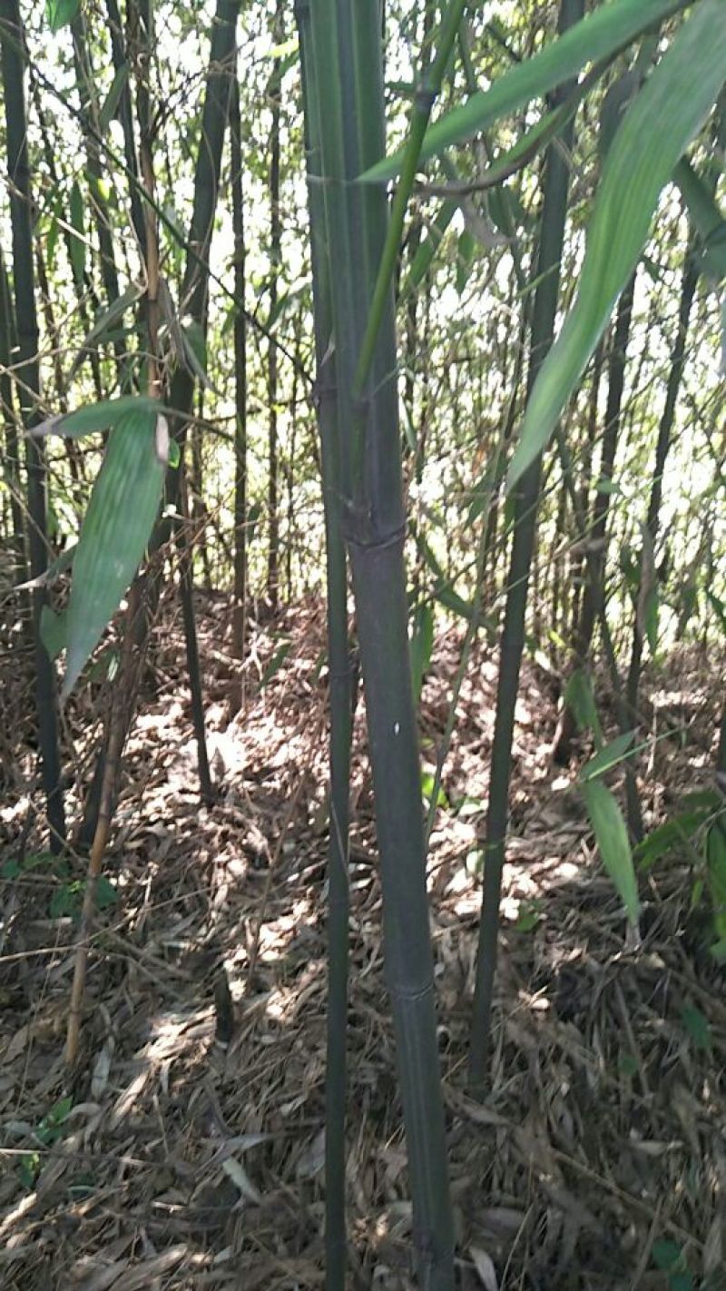 绿竹1~2m