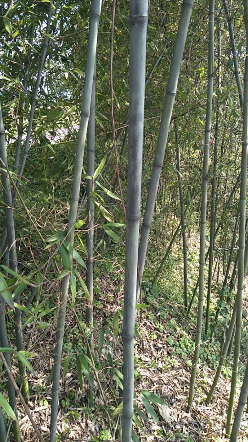 绿竹1~2m