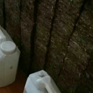 老树茶一级