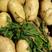 山东临沂郯城荷兰十五土豆，产地批发，保质保量，可视频看货