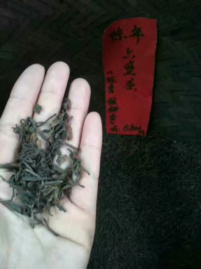 老树茶特级