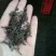 老树茶特级