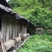 土蜂蜜5斤