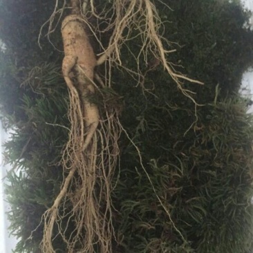 林下参