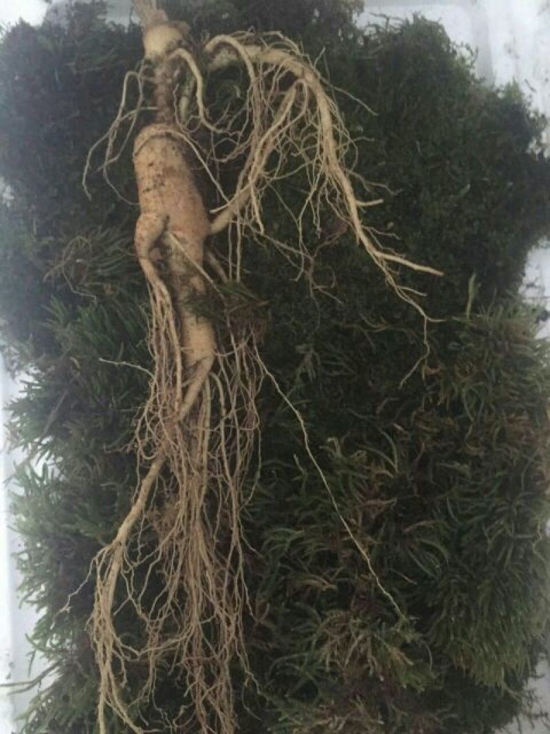 林下参