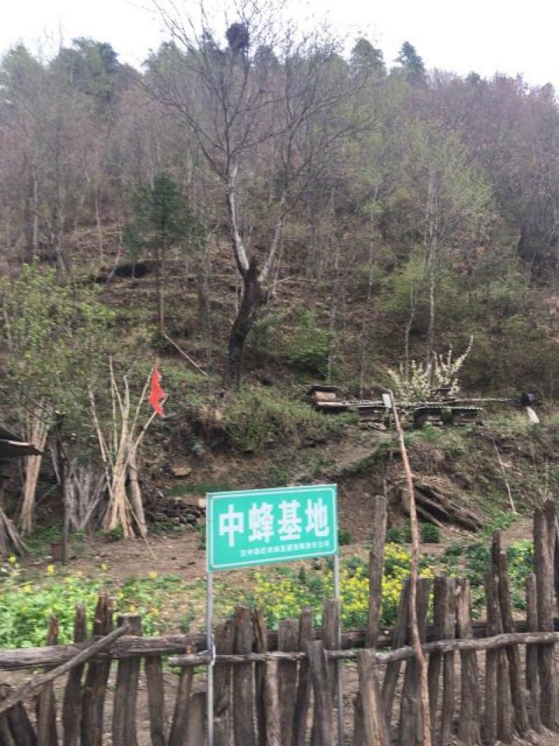 土蜂蜜1斤