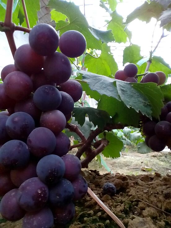 山东聊城莘县大王寨镇郑家村瓜果蔬菜市场藤稔