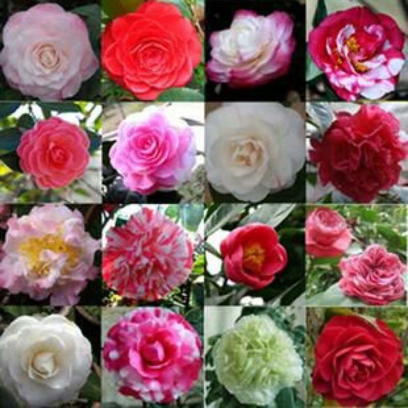 山茶花30~50cm
