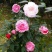 山茶花30~50cm