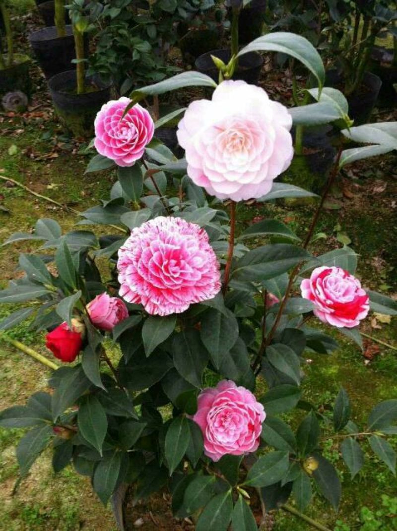 山茶花30~50cm