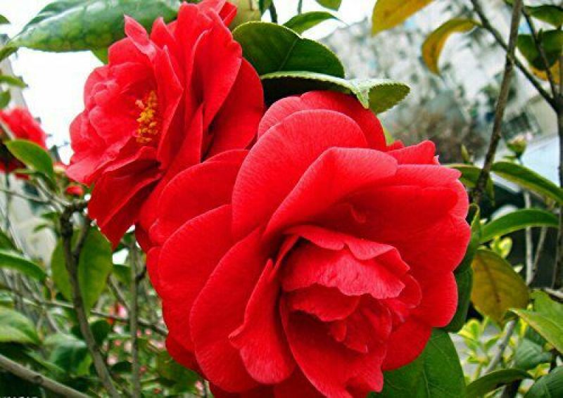 山茶花30~50cm