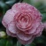 山茶花30~50cm