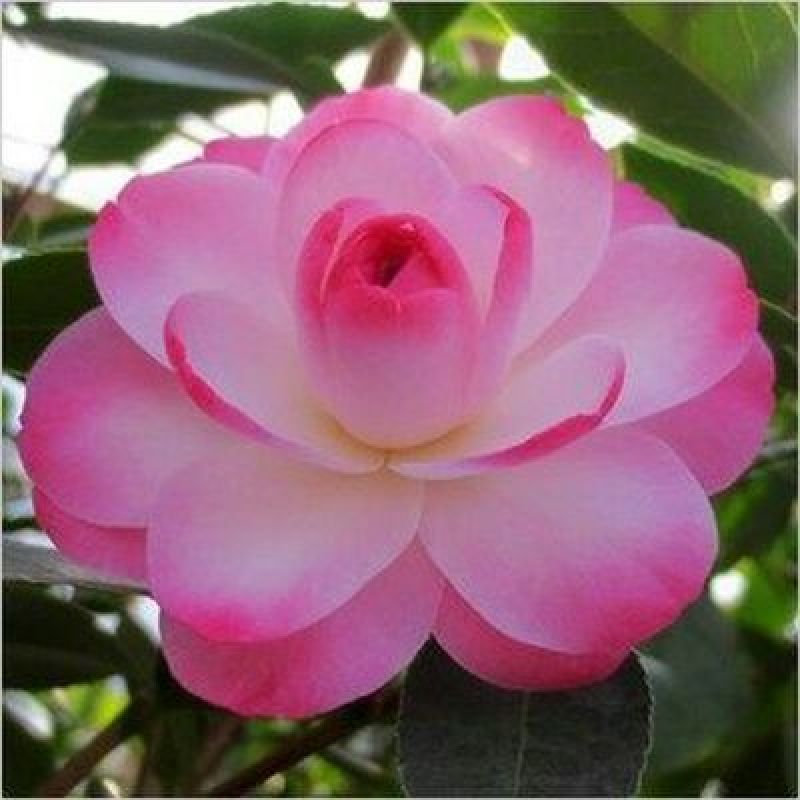 山茶花30~50cm