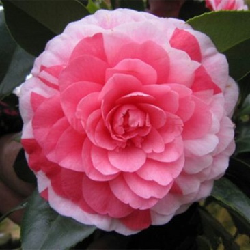 山茶花30~50cm