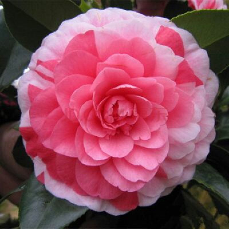 山茶花30~50cm