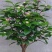 山茶花30~50cm