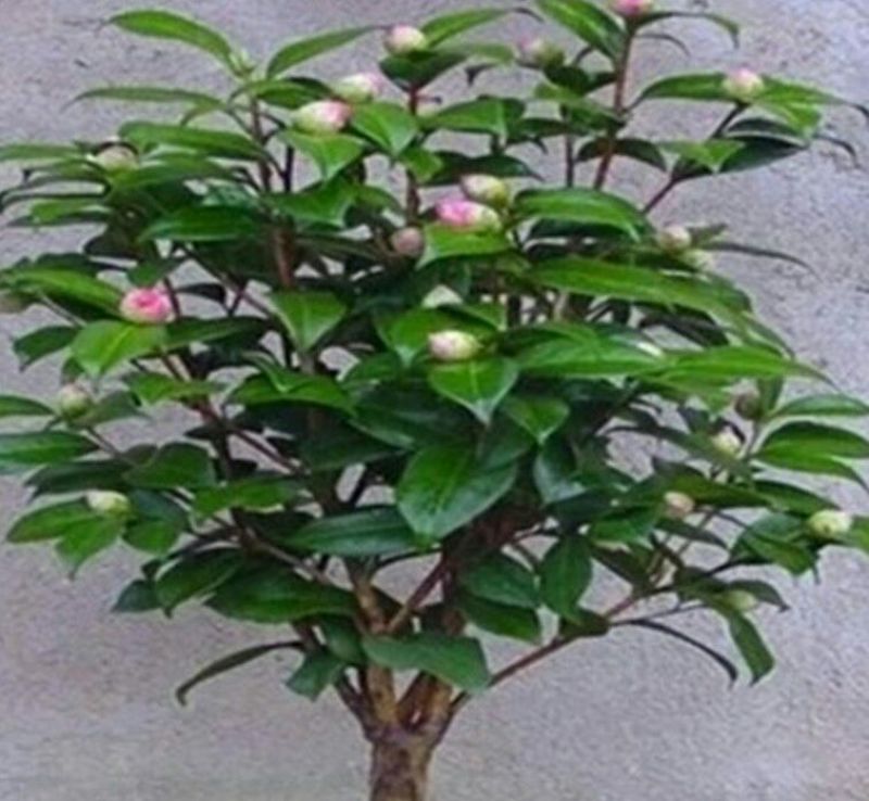山茶花30~50cm