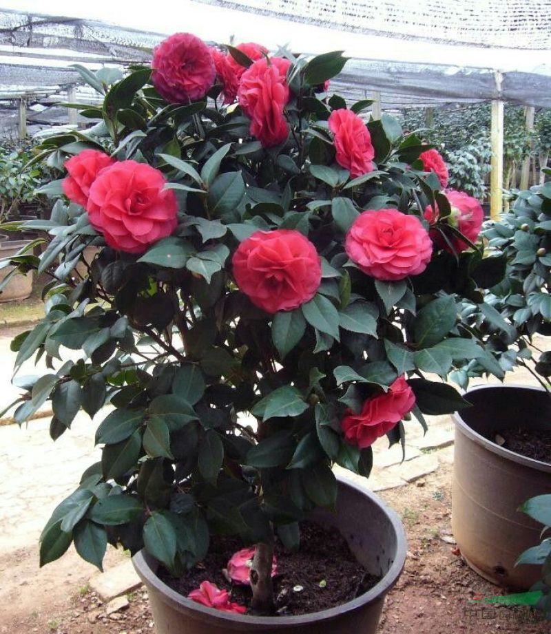 山茶花30~50cm