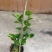 山茶花30~50cm