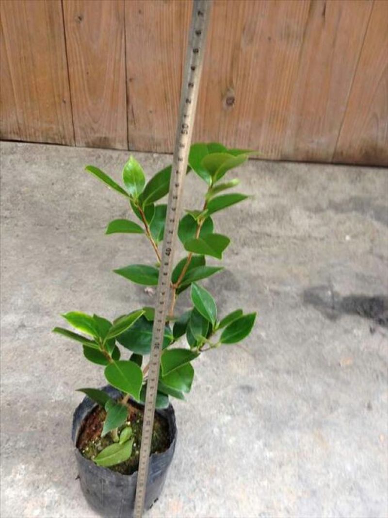 山茶花30~50cm