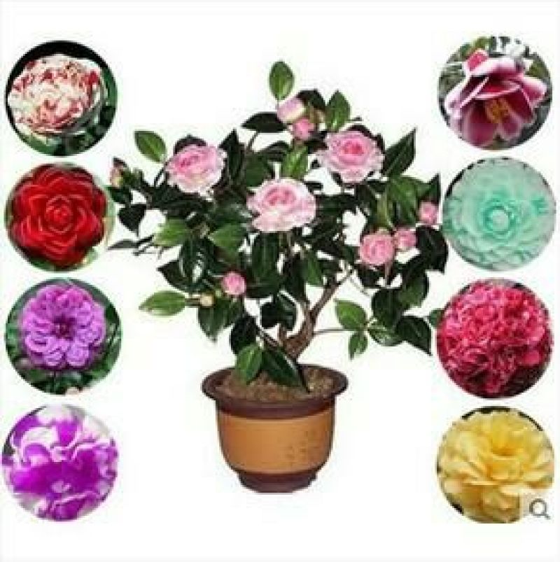 山茶花30~50cm