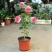 山茶花30~50cm