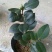 山茶花30~50cm