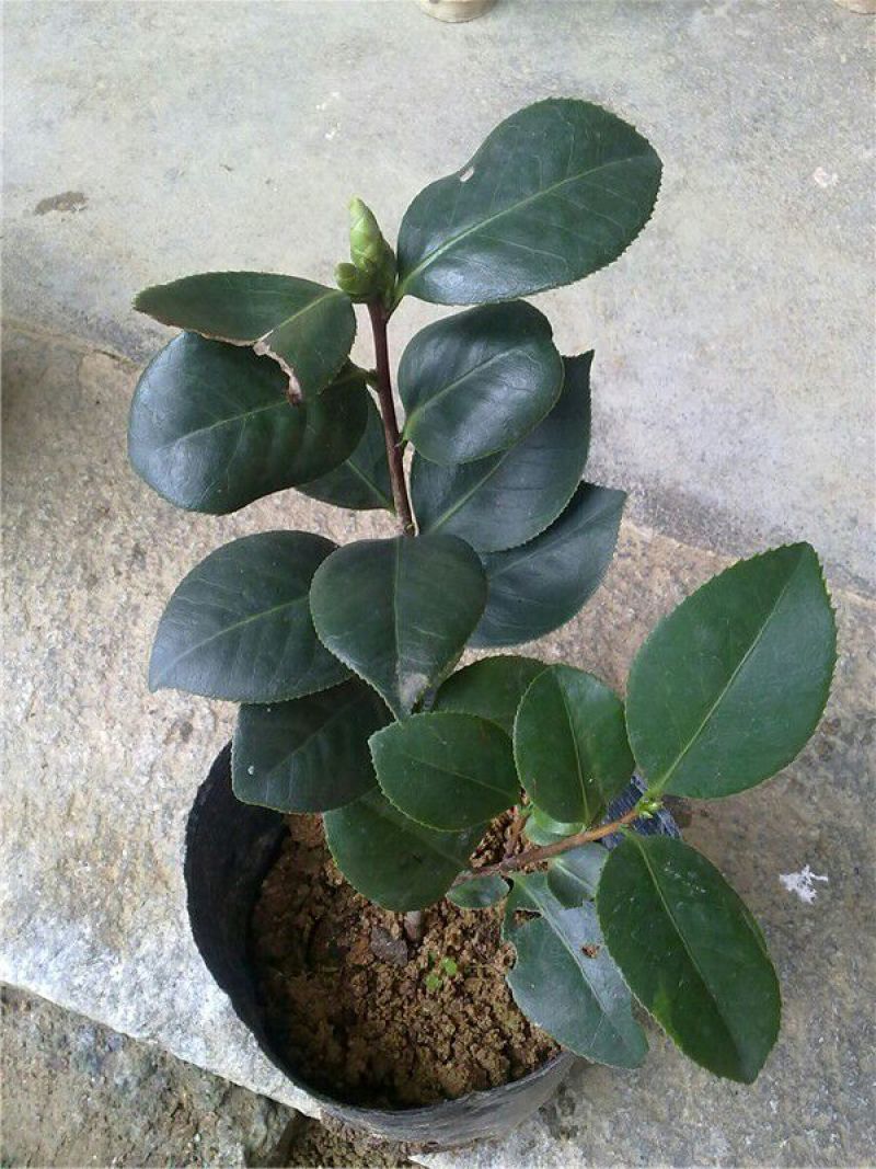 山茶花30~50cm