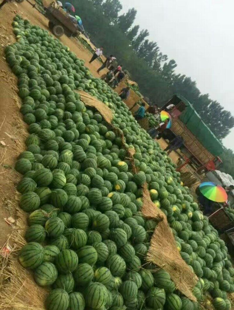 京欣西瓜，甜王，8斤打底大红瓤脆甜多汁，货源充足