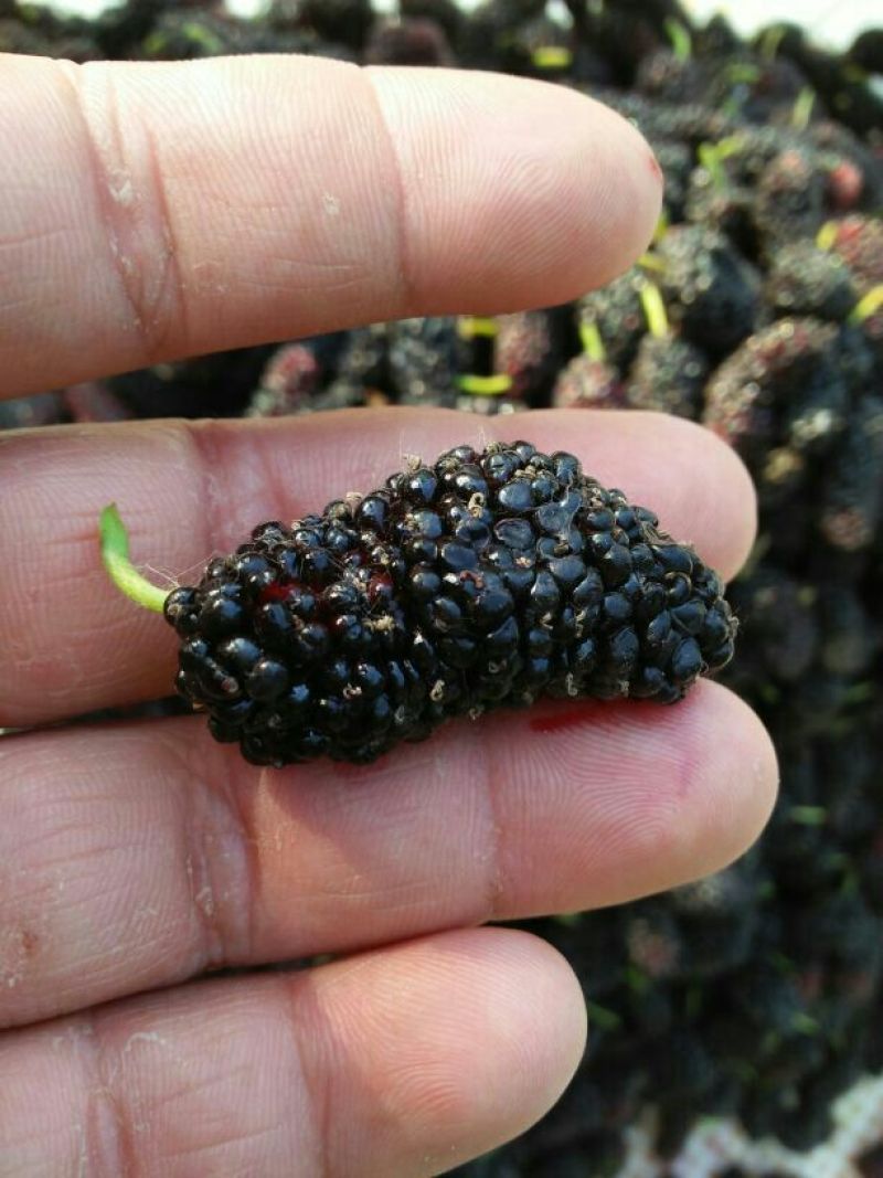 大叶桑3~4cm