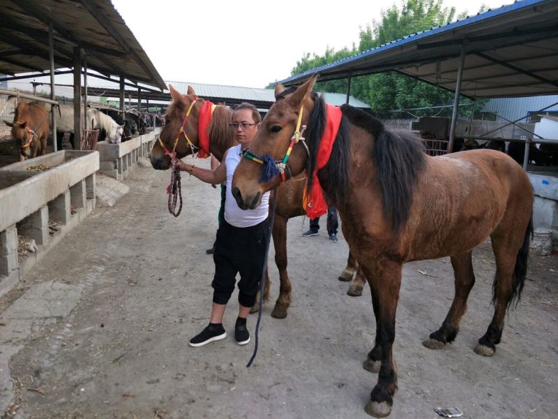 矮马100~200kg