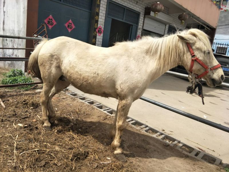 矮马100~200kg