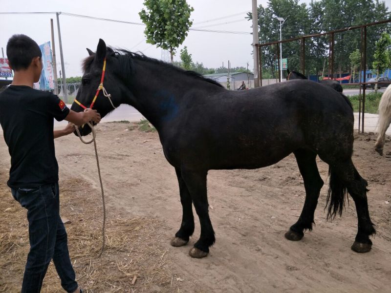 矮马100~200kg
