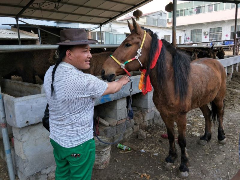 矮马100~200kg