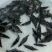 鳜鱼苗桂花鱼苗翘嘴桂花鱼苗桂花鱼苗孵化场