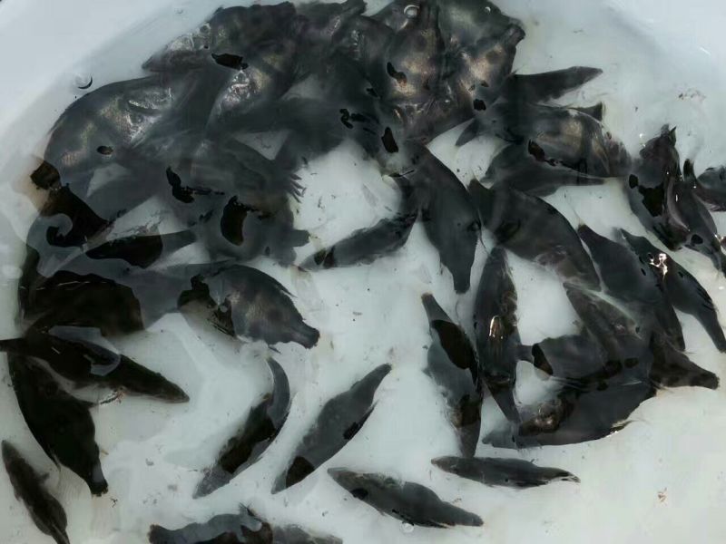 鳜鱼苗桂花鱼苗翘嘴桂花鱼苗桂花鱼苗孵化场