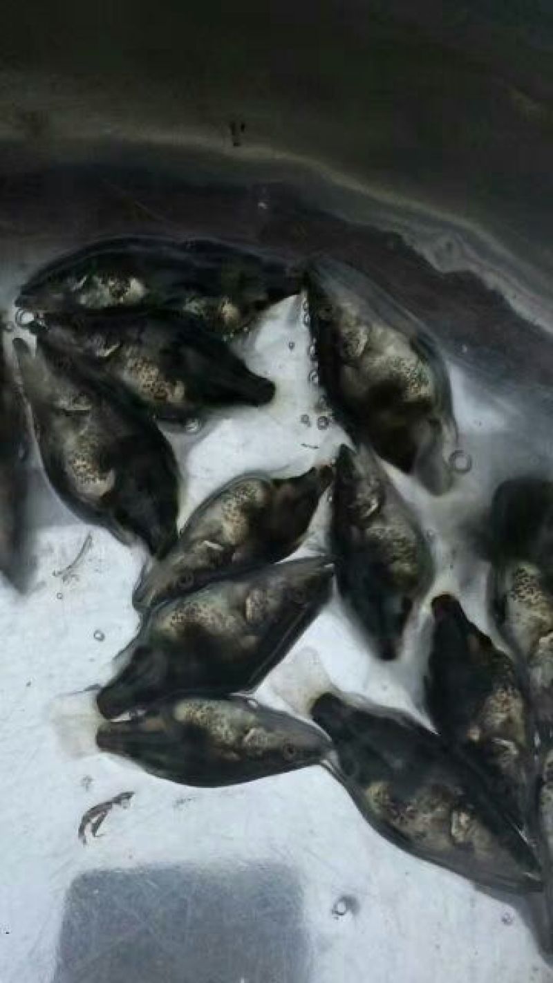 鳜鱼苗桂花鱼苗翘嘴桂花鱼苗桂花鱼苗孵化场