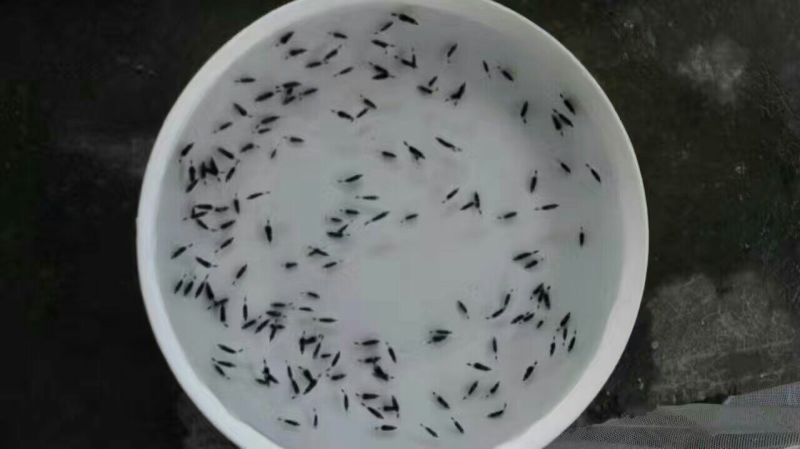 鳜鱼苗桂花鱼苗翘嘴桂花鱼苗桂花鱼苗孵化场