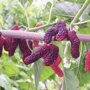 桑树桑葚果树