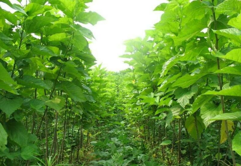 桑树桑葚果树