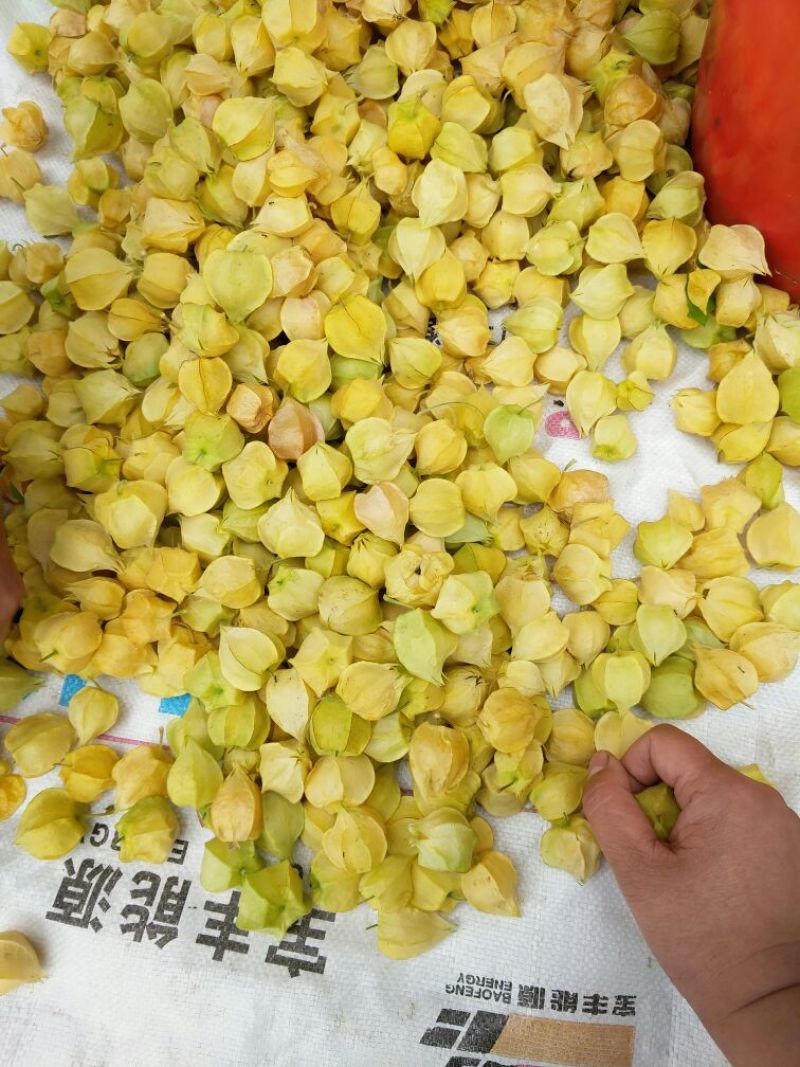 甜菇茑10~15mm