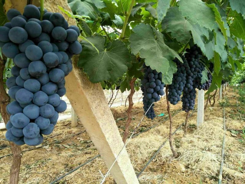 牛商精品云南黑提24年新果上市，货量充足量大价优视频看货