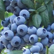 蓝莓苗0.5~1年10~20cm