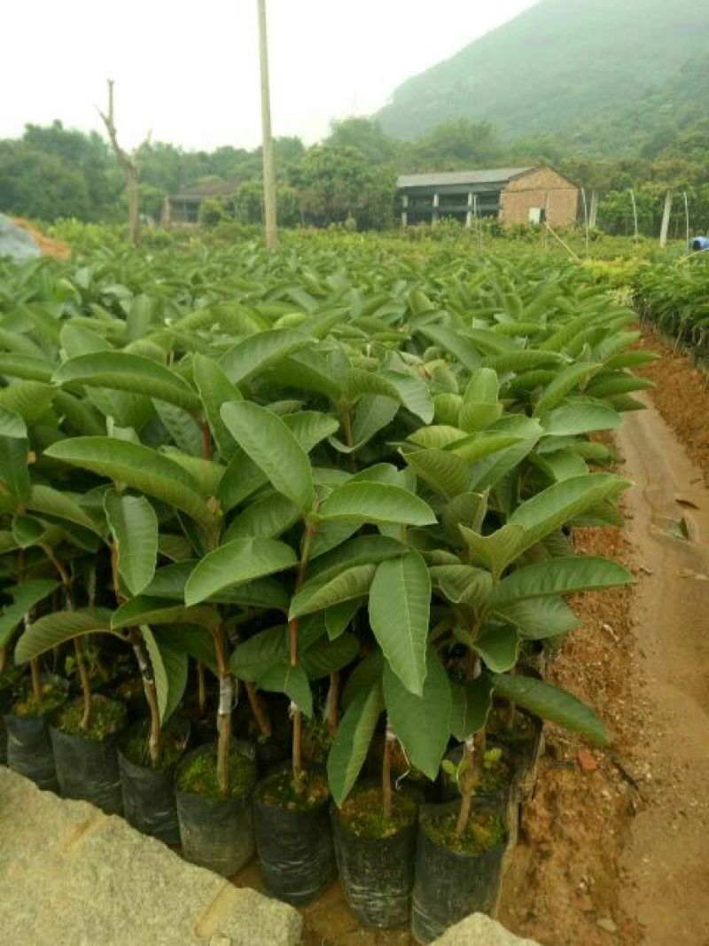 西瓜番石榴苗30~50cm
