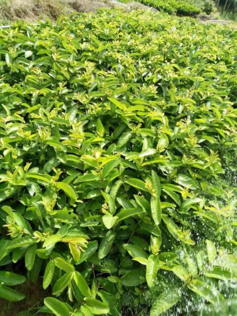 西瓜番石榴苗30~50cm