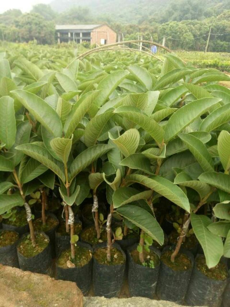 西瓜番石榴苗30~50cm